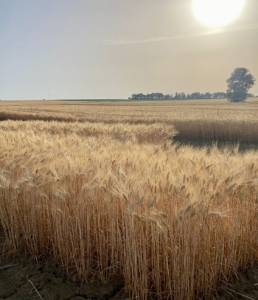 SEQUÍA Y ESTRÉS HÍDRICO: ¿CÓMO PUEDE LA MEJORA VEGETAL AYUDAR A COMBATIR ESTOS NUEVOS DESAFÍOS?