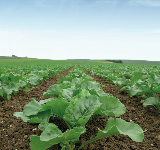 CHOOSE YOUR VARIETY OF SUGAR BEET