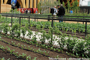 Florimond Desprez sugar beets being honored at the Milan World Expo