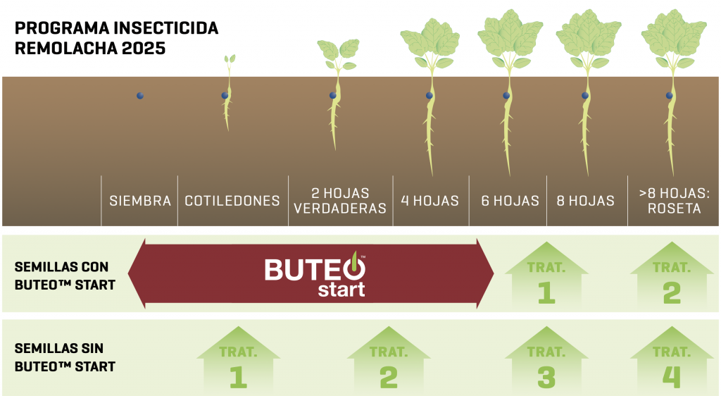 Buteo start