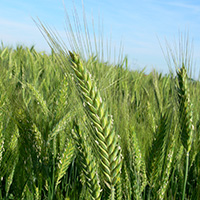 Triticale