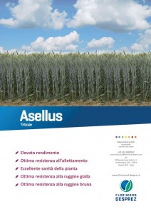 Asellus