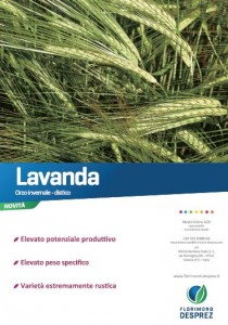 Lavanda