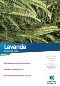 Lavanda