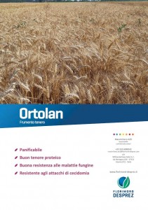 Ortolan