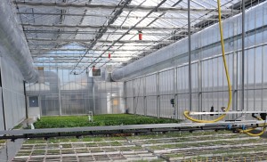 Florimond Desprez invests in a new 1,400m² high tech greenhouse.