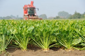(Polonais) SUSZA I STRES WODNY: W JAKI SPOSÓB HODOWLA ROŚLIN MOŻE POMÓC W ZWALCZANIU NOWYCH WYZWAŃ?