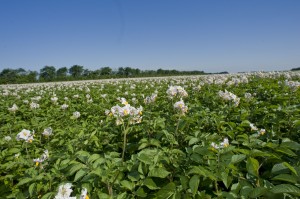 Acquisition de la Société des Producteur Bretons [SPB]