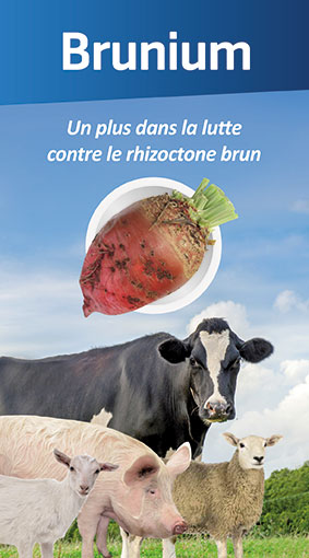 Brunium