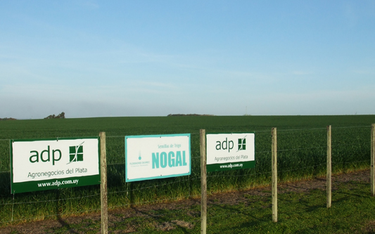 nogal