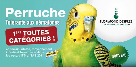 perruche_0