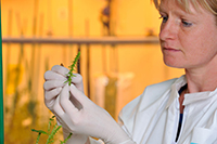 laboratoire Florimond Desprez