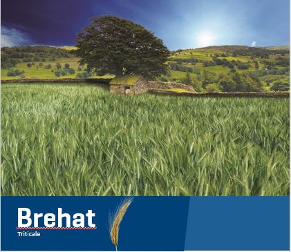 Brehat