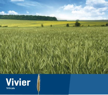 Vivier