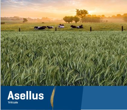 Asellus