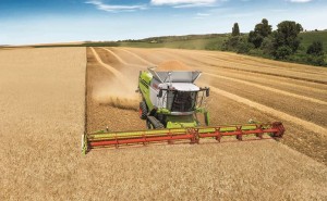 Quelles variétés pour les blés de betteraves?